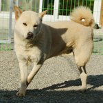 [유기견] [해피빈] 조금 천천히 나아가는 세발자전거 '<b>소망</b>이'