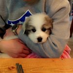 <그레이트 피레니즈> <b>심바</b>의 성장일기-1