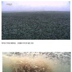 [콜로라도] 해양계의 히어로 <b>흑</b>등고래 이야기.jpg