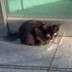 가끔 한번씩 보는 <b>새끼</b>고양이..