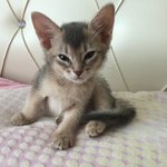 매력덩어리(?)<b>심바</b>님 *_* 