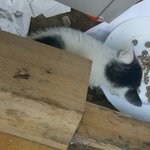 [고양이] 애교쟁이 첵스 <b>입양</b>보내요~