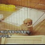 [인피니트] 갑자기 콩떡이보고싶다