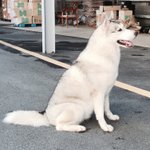 [허스키] [<b>실버</b> 오드아이 허스키] 점례(클라라), 기억하시나요...