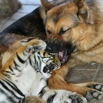 메갈리안 사이트 20분 눈팅하고 왔는데 <b>내상</b>입었다 