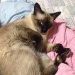 [꽃보다쿤이] 쿤이 이야기 -집사의 <b>보은</b>