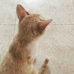 [고양이] 길고양이를 대하는 어느 고등학생들의 자세