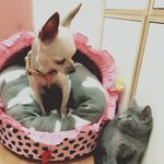 [러시안블루] 초보<b>집사</b>의 꿈