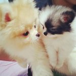 [크림일기] 포메라니안 슈크림 친해지길바래