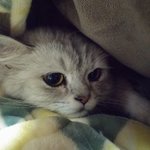 [육묘일기] 좌충우돌 육(六)묘일기(1)  - 사람보다 고양이가...