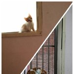 [고양이] 산 ~ 말성꾸러기 