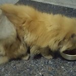 [고양이]  허리에 날개를 달고 다녔던 아이..