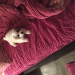 <그레이트 피레니즈> <b>심바</b>의 성장일기 -2