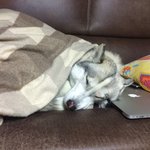 [허스키] [<b>실버</b> 오드아이 허스키] 오늘은 점례(클라라) 동생 사랑이에요