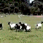 <b>학창</b>시절 찐따들 싸움할때 특징.gif 