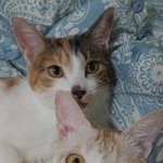 [고양이] 저도 우리  애기들 자랑해요ㅎ