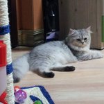 [육묘일기] 좌충우돌 육(六)묘일기(2) - 돼지와의 첫만남, <b>집사</b>가되다.