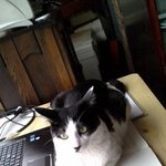 <b>집사</b>의 일을 방해하는 고양이