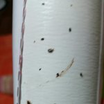 이 <b>벌레</b> 뭔지 아시는분있나요??