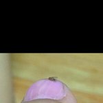 [드루와] 네일아트하는데 <b>날파리</b>가 붙었달ㄲr