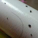 요것도 <b>진드기</b>인가요??