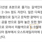[인피니트] <b>호야</b>꽃 피는 시기ㅋㅋㅋㅋㅋ
