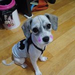 [딸랑구연두] 귀여운 <b>믹스</b>견 연두