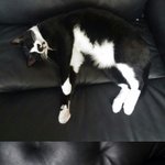 동네 공원에 버려져서 아무한테나 애교부리며 구걸하던 유기냥이 훈남이좀...