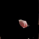 극혐주의) <b>발톱</b>뿌리???;:: 까지뽑힘;;;