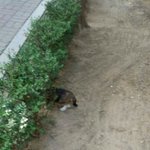 길에 버려진 아기냥이 급해요ㅠㅠ (대리<b>작성</b>)