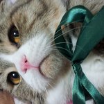 [교감] 스코티쉬 폴드 도담이 &amp; 샴 미로