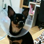 <b>청주</b>에서 강아지 잃어버렸어요 제발 읽어주세요