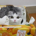 [드루와] 우리집 <b>야옹</b>이 자랑