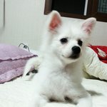 어떤 미친년이 우리 강아지 보고 <b>똥개</b>레