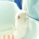 [찬송이] <우리집 막둥이 찬송이> [말티즈]