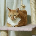 귀염 돋는 고양이의 식빵<b>자세</b>