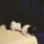 길고양이 데려온이야기..