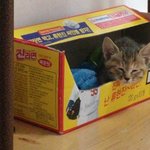 [육묘일기] 좌충우돌 육(六)묘일기(3) - 작지만 강한 애기.