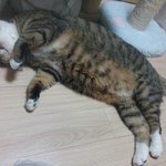 (입양예정)<가족찾기>난 숏다리에 뚱냥이지만 <b>수퍼맨</b>처럼 날수 있다냥~...