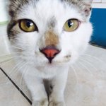 [고양이] <입양확정>더이상의 개냥이는 없다! 길동이의 묘생을 함께할...