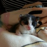 아기 고양이 <b>분양</b>.