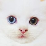 [옹심] 찹쌀떡같은 0.3살 스코티쉬 옹심이에요 :) 3