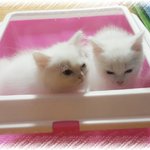 [고양이] 파인~ 애플~ 냥이 매력에 빠져보세요~^^