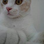 아롱.다롱3탄이요^^