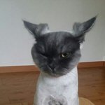 [고양이] 저희집엔 작은고양이가 있었습니다2