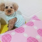 <b>푸들</b>)꽃잎이랍니다.