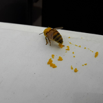 [교감] 애처로와 어떻하나!ㅠ.ㅠ