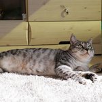 [고양이] 시크냥 앙꼬와 개냥 <b>모찌</b>