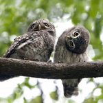 깜찍 시크한 <b>올빼미</b>와 부엉이