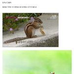 [추억팔아요] 너무 귀여워서 외국에 수출되는 한국산 <b>동물</b>